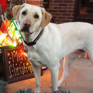 Fundraising Page: Becky Doolittle